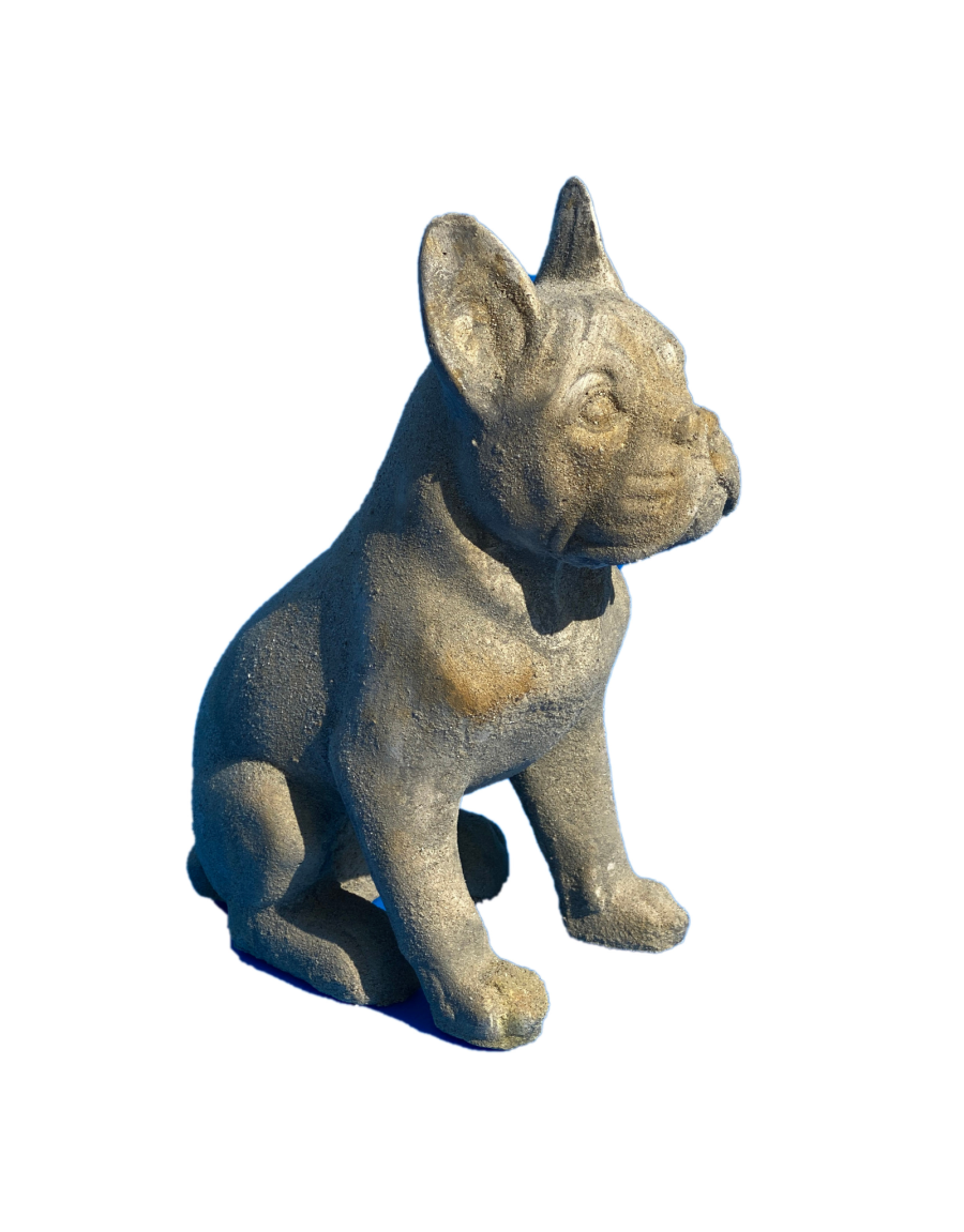 Chien Bouledogue Lucky