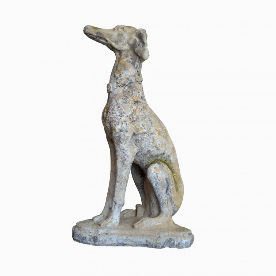 Chien Levrier Medor – Image 2