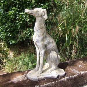 Chien Levrier Medor