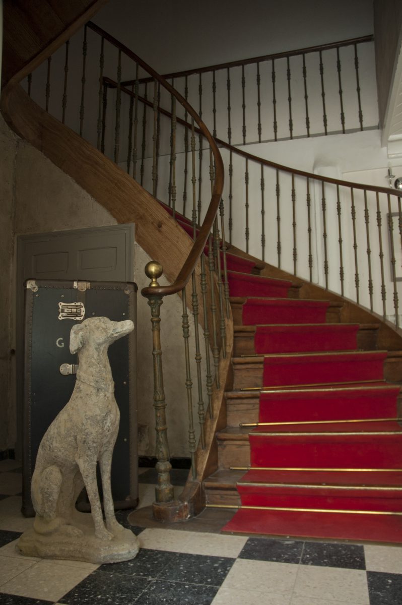 Chien Levrier Medor – Image 3