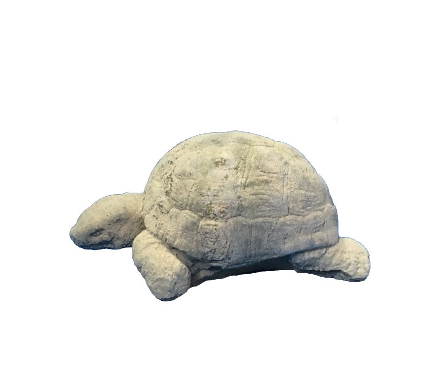 Tortue