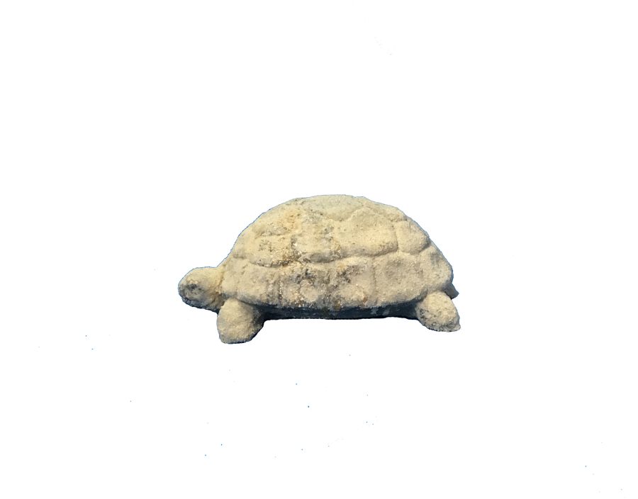 Tortue – Image 2